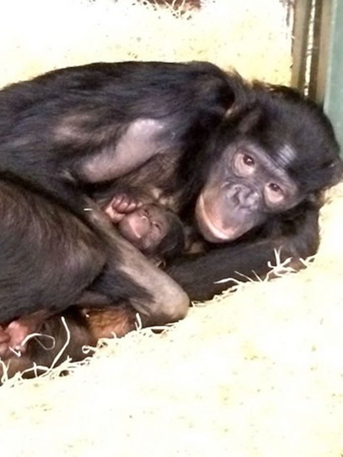 Ӣ�������˿���Twycross����԰����һֻ��Σ��������