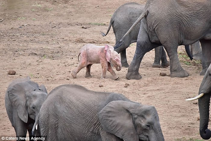 南非克鲁格国家公园发现一只粉红色的大象宝宝