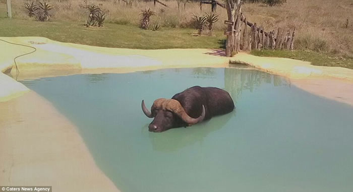 �Ϸ�һ�Է����ھư���ף���������� ȴͻȻ�߽�һͷˮţ