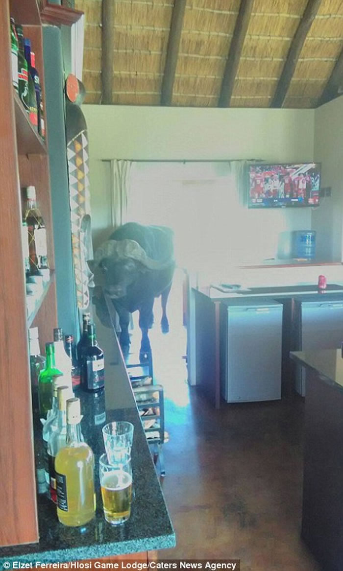 �Ϸ�һ�Է����ھư���ף���������� ȴͻȻ�߽�һͷˮţ