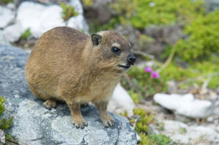 ���������ã���ͼ�������ϷǺ����ǣ�����������һ���������Զ���߱�һ������������� / PHOTOGRAPH BY ULRICH DOERING, ALAMY