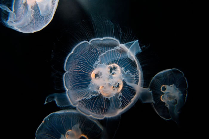 ����ˮĸ��ȫ��ֲ�����ˮĸ֮һ������һ���������Ծ��ǡ�����������PHOTOGRAPH BY MARTIN SHIELDS, ALAMY