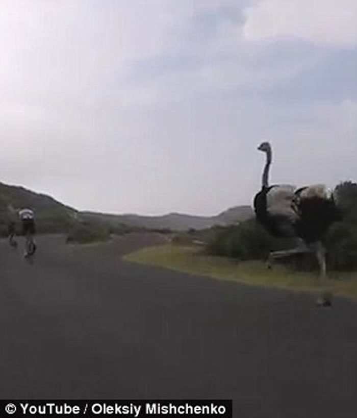 新奇影片:南非单车骑士竞速 遭鸵鸟乱入