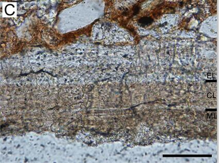 蛋壳纵切面显微照片