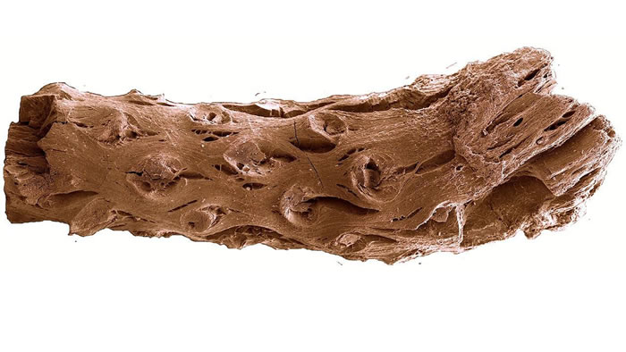 加拿大采石场发现距今1.4亿年前的松树化石