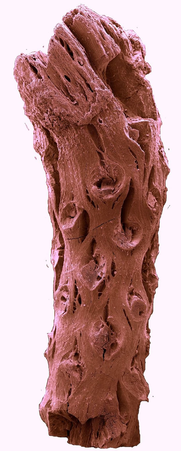 加拿大采石场发现距今1.4亿年前的松树化石