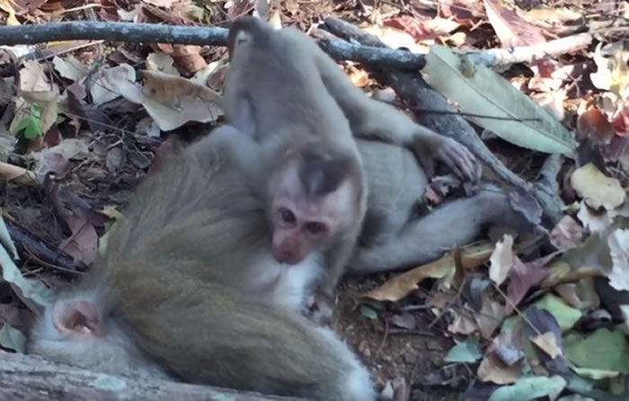 泰国母猴被车撞死 小猴子紧抱妈妈发出呜呜呜哭声