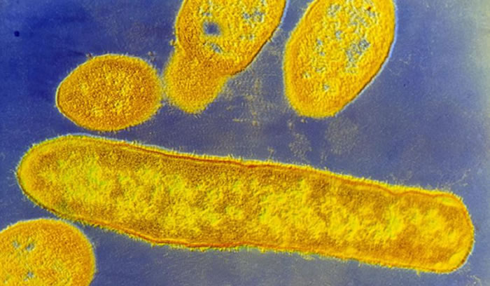 脆弱拟杆菌是一种肠道寄居菌