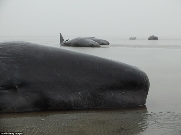 ��ʮͷĨ�㾨������̰�Ը�ǳŷ�޸�����̲