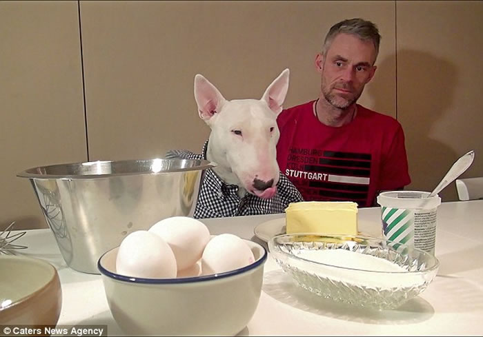 瑞典男子同斗牛梗合作拍摄人手狗头搞笑视频