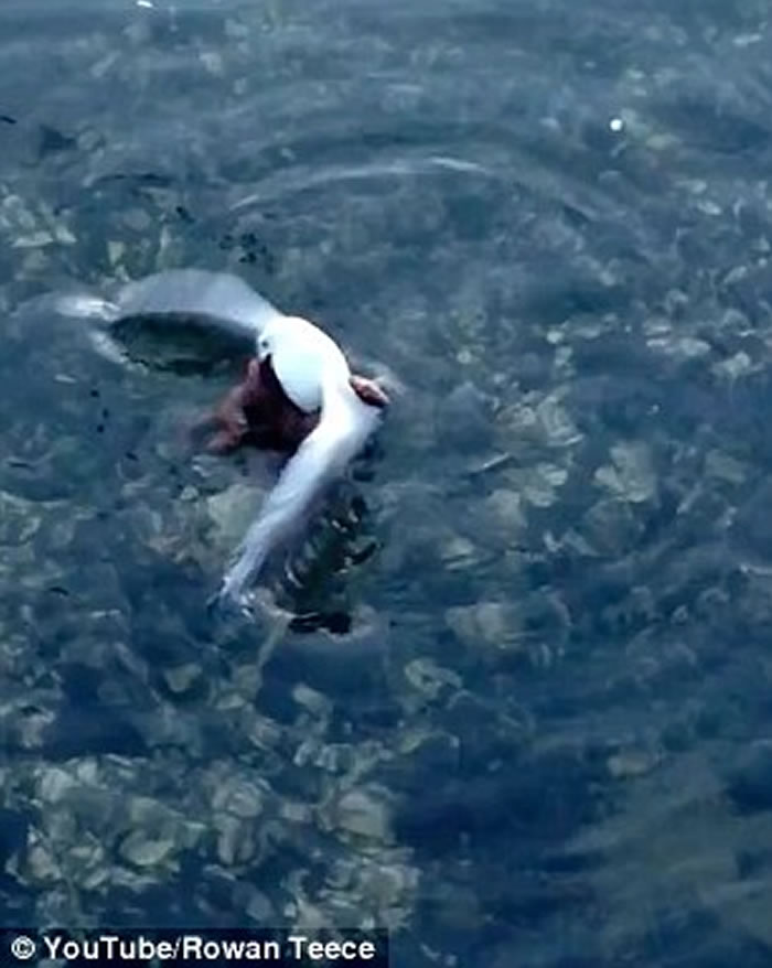 �Ĵ�����һֻ��Ÿ�ڵȴ�����ιʳʱ��������ק��ˮ����