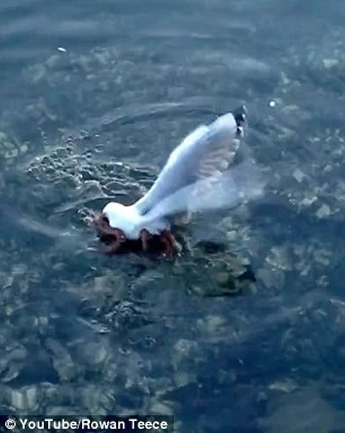 �Ĵ�����һֻ��Ÿ�ڵȴ�����ιʳʱ��������ק��ˮ����