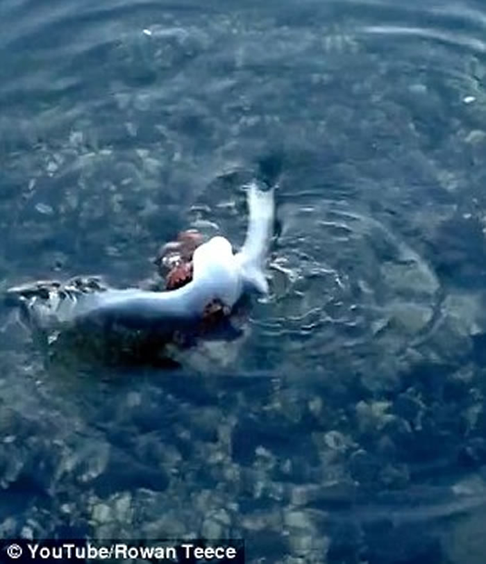 �Ĵ�����һֻ��Ÿ�ڵȴ�����ιʳʱ��������ק��ˮ����