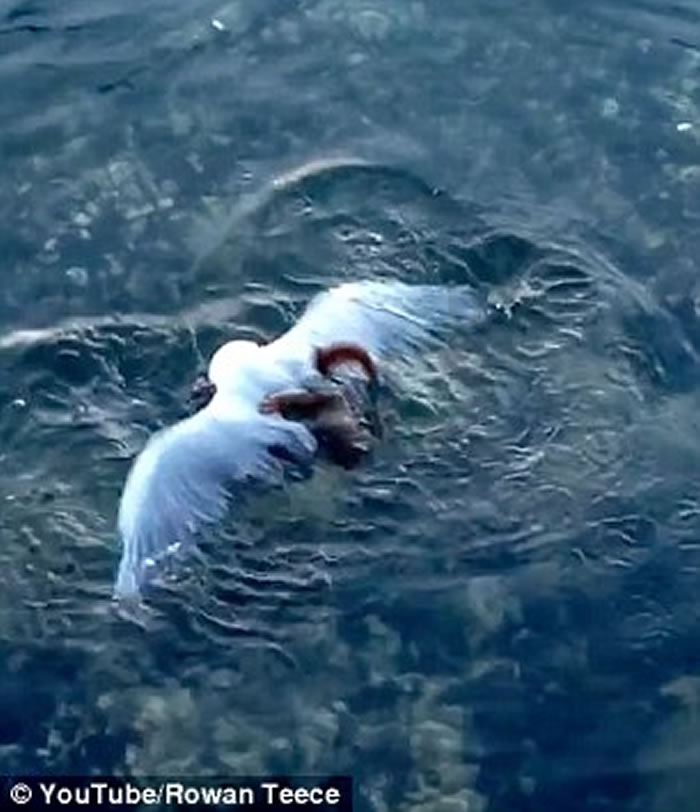 �Ĵ�����һֻ��Ÿ�ڵȴ�����ιʳʱ��������ק��ˮ����