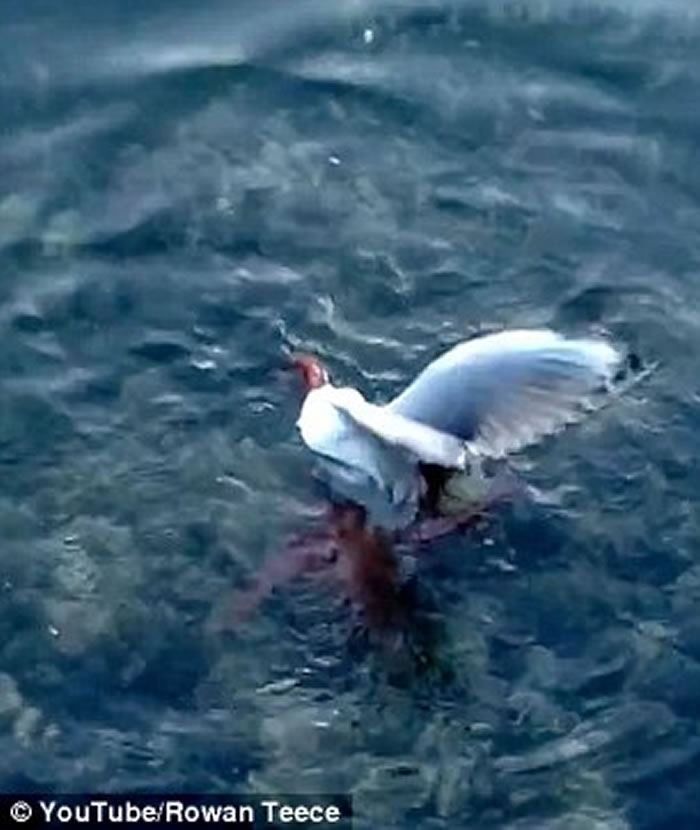 �Ĵ�����һֻ��Ÿ�ڵȴ�����ιʳʱ��������ק��ˮ����