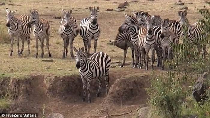 东非马拉河边斑马群受到水中埋伏的鳄鱼攻击