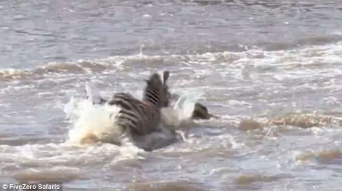 东非马拉河边斑马群受到水中埋伏的鳄鱼攻击
