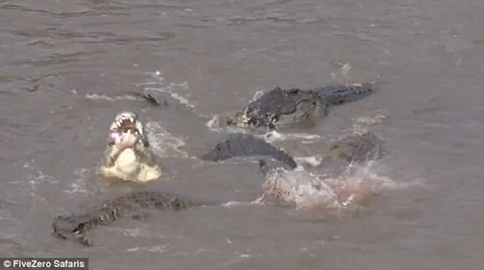 东非马拉河边斑马群受到水中埋伏的鳄鱼攻击
