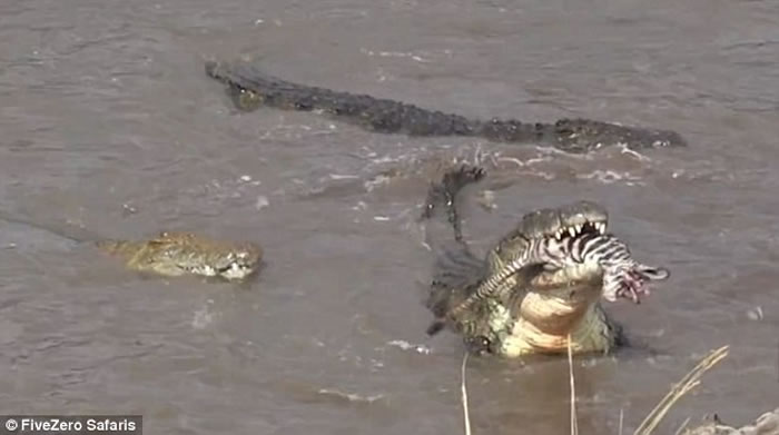 东非马拉河边斑马群受到水中埋伏的鳄鱼攻击
