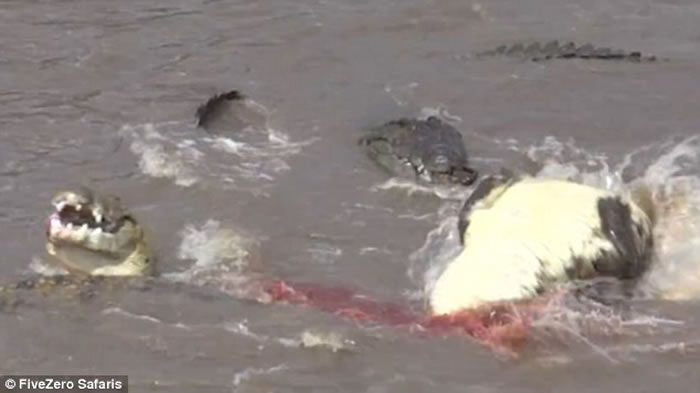 东非马拉河边斑马群受到水中埋伏的鳄鱼攻击