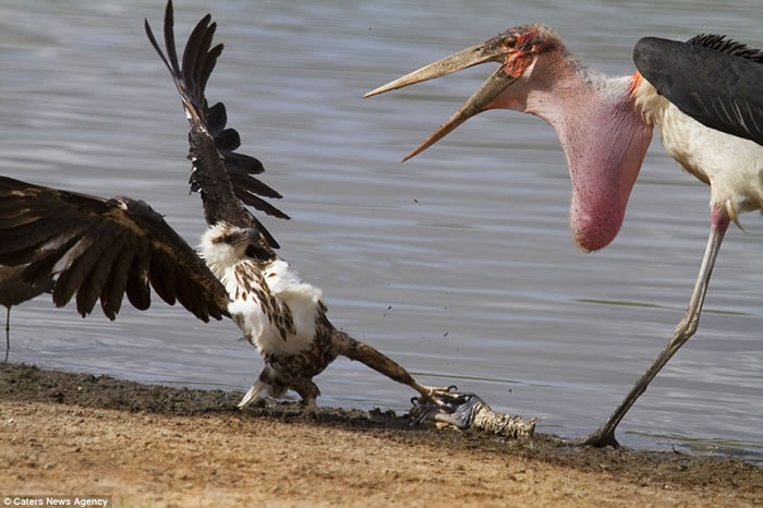 坦桑尼亚塞卢斯禁猎区秃鹳和鱼鹰为抢一条鱼大打出手