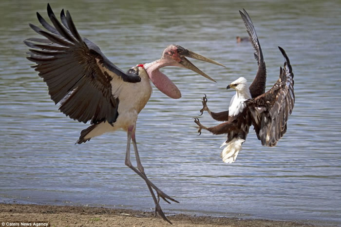 坦桑尼亚塞卢斯禁猎区秃鹳和鱼鹰为抢一条鱼大打出手