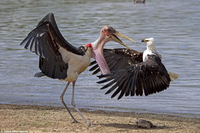 坦桑尼亚塞卢斯禁猎区秃鹳和鱼鹰为抢一条鱼大打出手