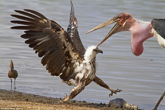 坦桑尼亚塞卢斯禁猎区秃鹳和鱼鹰为抢一条鱼大打出手