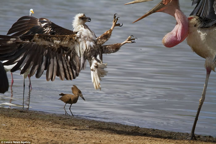 坦桑尼亚塞卢斯禁猎区秃鹳和鱼鹰为抢一条鱼大打出手