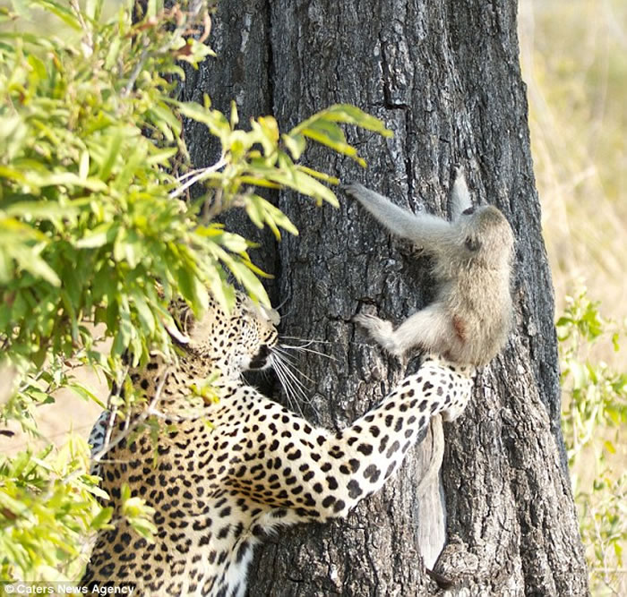 �Ϸ�����ɭҰ�����ﱣ������β���ﱻ������׷������������