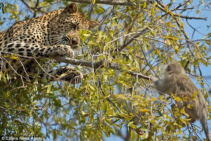 �Ϸ�����ɭҰ�����ﱣ������β���ﱻ������׷������������