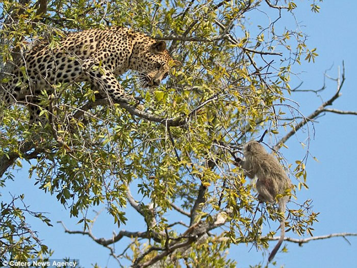 �Ϸ�����ɭҰ�����ﱣ������β���ﱻ������׷������������