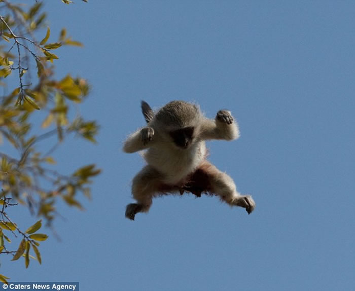 �Ϸ�����ɭҰ�����ﱣ������β���ﱻ������׷������������