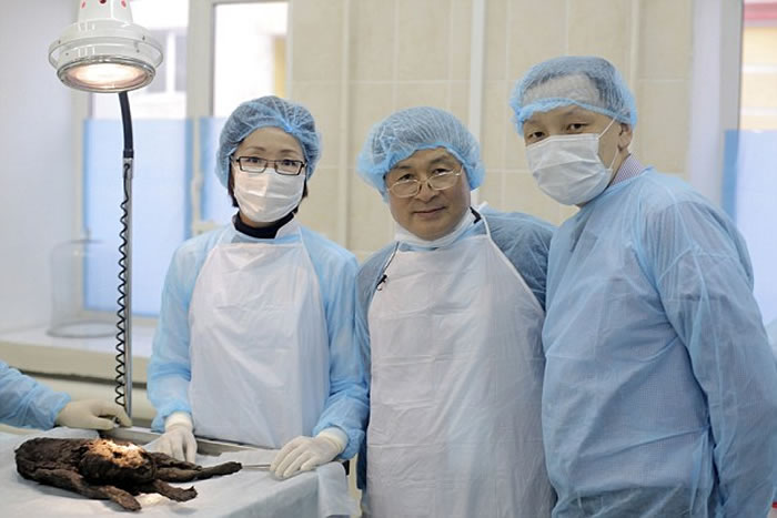 俄罗斯出土的万年狗“图马特犬”附近又再发现冰封1万2000年的木乃伊狗