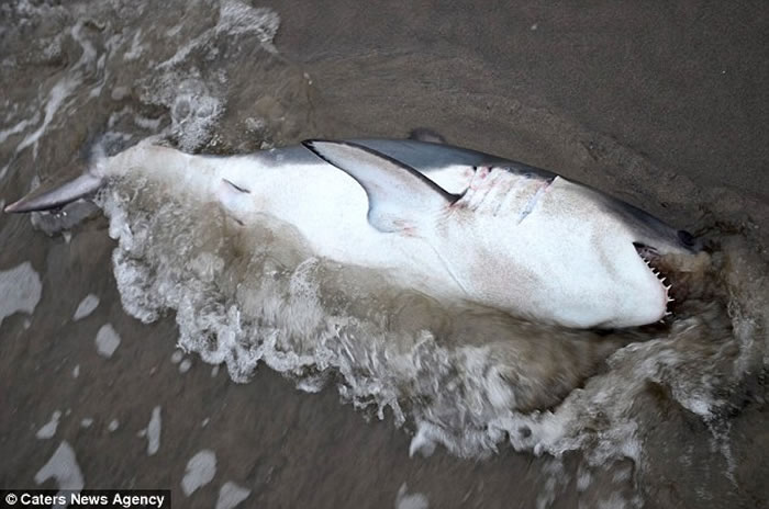 美国俄勒冈州海滩奄奄一息小鲨鱼搁浅,海洋生物学家不惧利齿抱起放生
