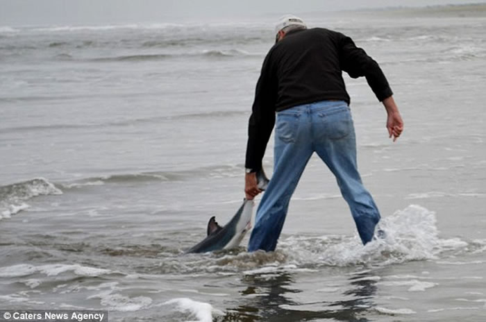 美国俄勒冈州海滩奄奄一息小鲨鱼搁浅,海洋生物学家不惧利齿抱起放生