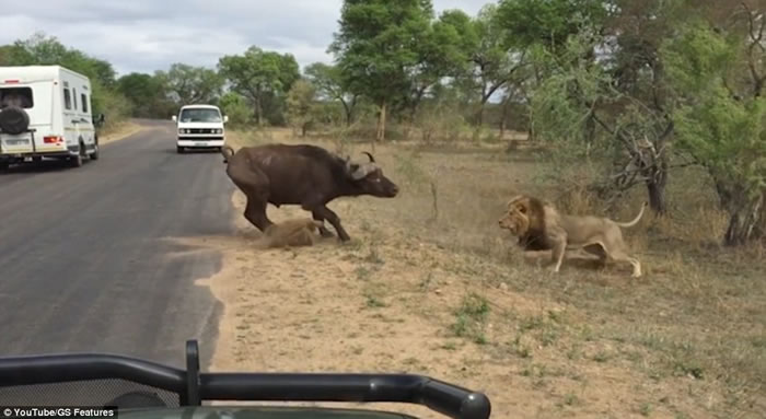 Ϸǿ³ҹ԰¸ˮţͬҳȺʨв