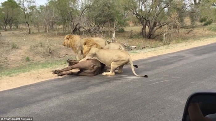 Ϸǿ³ҹ԰¸ˮţͬҳȺʨв