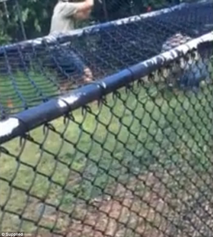 澳洲鳄鱼表演突发狂,观众面前噬咬管理员手臂