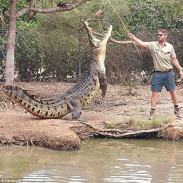 澳洲鳄鱼表演突发狂,观众面前噬咬管理员手臂