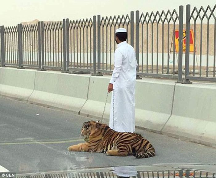 中东国家卡塔尔首都多哈繁忙公路老虎乱闯 - 神