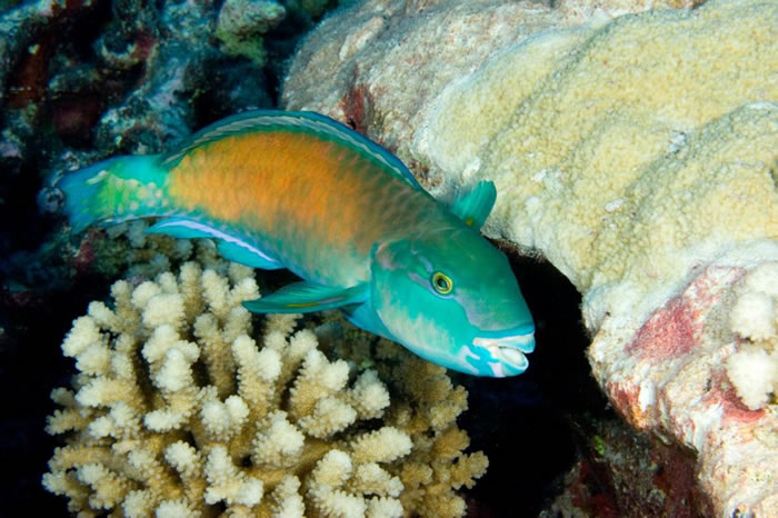 鹦哥鱼会从母的变公的。哈德说:「所以同一只鱼能体验到两种性别生活。」PHOTOGRAPH BY TIM LAMAN, NATIONAL GEOGRAPHIC