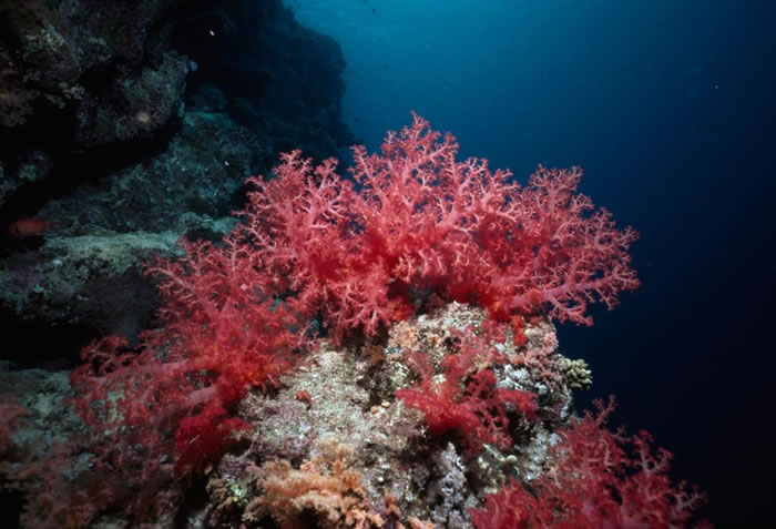 哈德说:「目睹集体珊瑚产卵,是永生难忘的经验。」PHOTOGRAPH BY NICK CALOYIANIS, NATIONAL GEOGRAPHIC