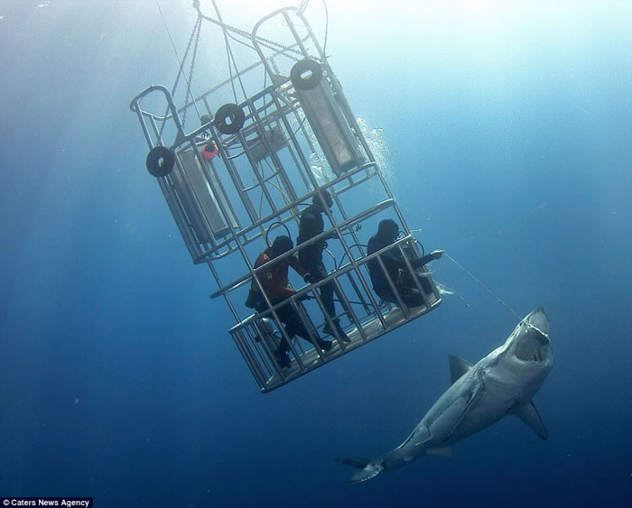 潜水客在墨西哥与大白鲨近距离接触照片在网络上疯传 引发“如何与野生动物互动”讨论