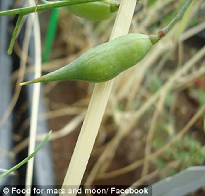 太空种菜不是梦:荷兰科学家模拟出火星及月球土壤成功种出10多种蔬菜