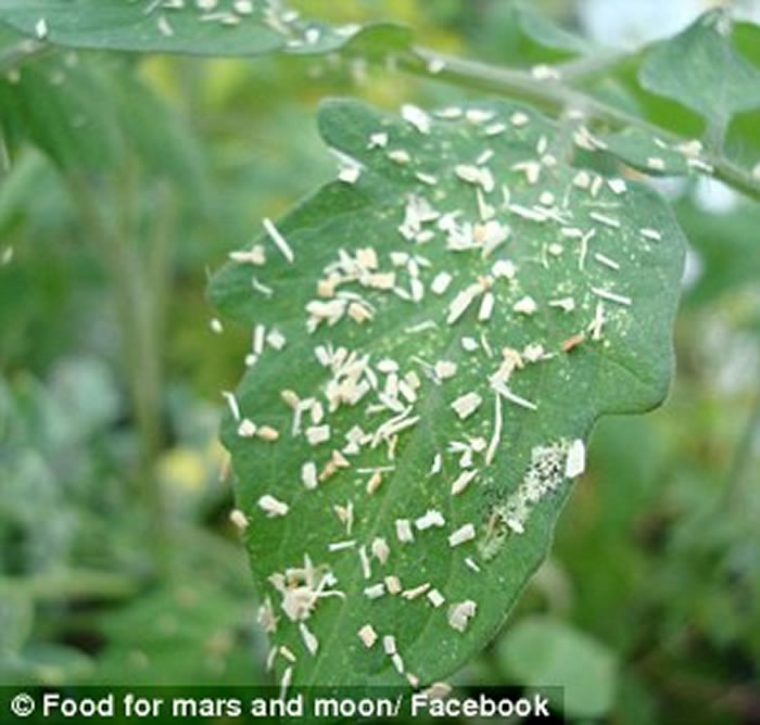太空种菜不是梦:荷兰科学家模拟出火星及月球土壤成功种出10多种蔬菜