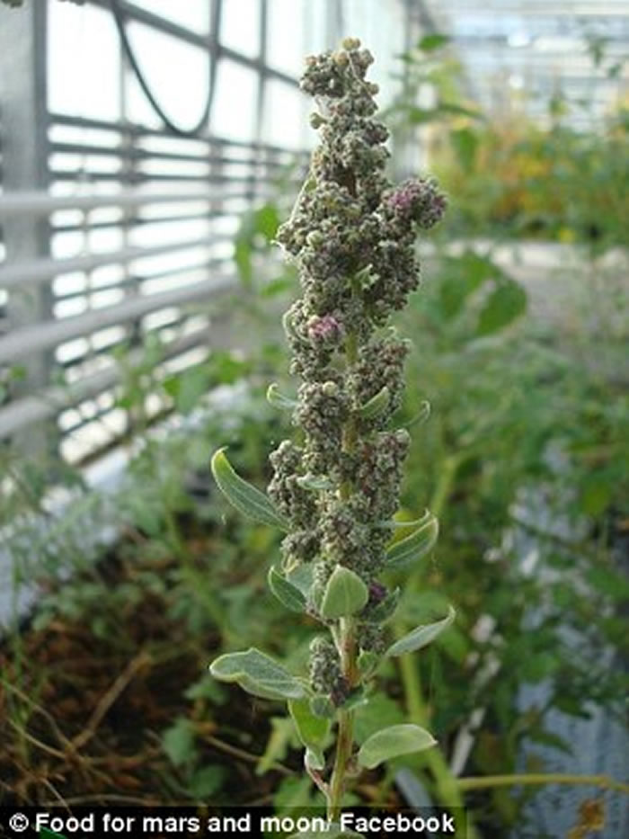 太空种菜不是梦:荷兰科学家模拟出火星及月球土壤成功种出10多种蔬菜