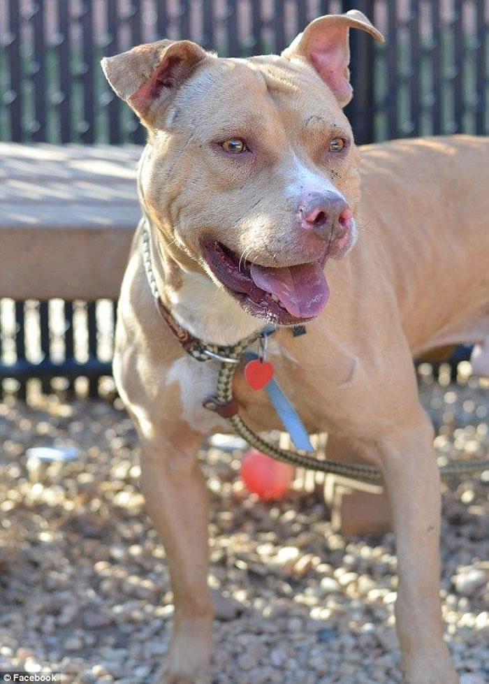 这只名为“三月(March)”的比特犬原本是一只相当活泼的搜救犬