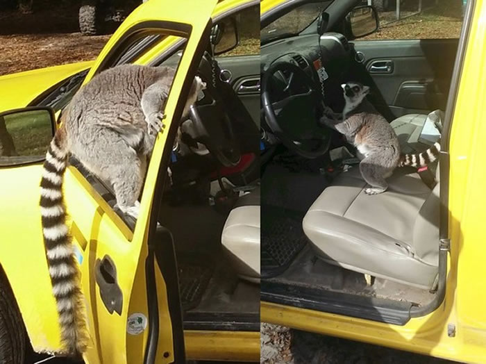 �������������һֻ��β�������Ͽ�����ʻ���շ�����