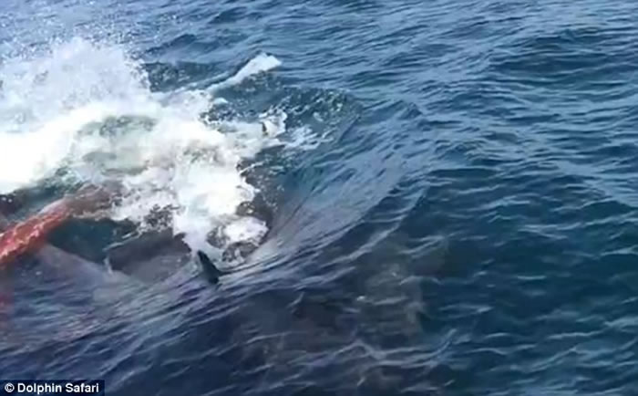 美国加州伪虎鲸妈妈游到赏鲸船边突然产下宝宝